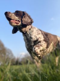 Close-up of dog on field against blue sky