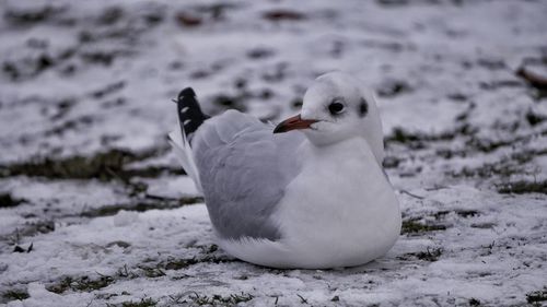 Close-up of bird on field during winter