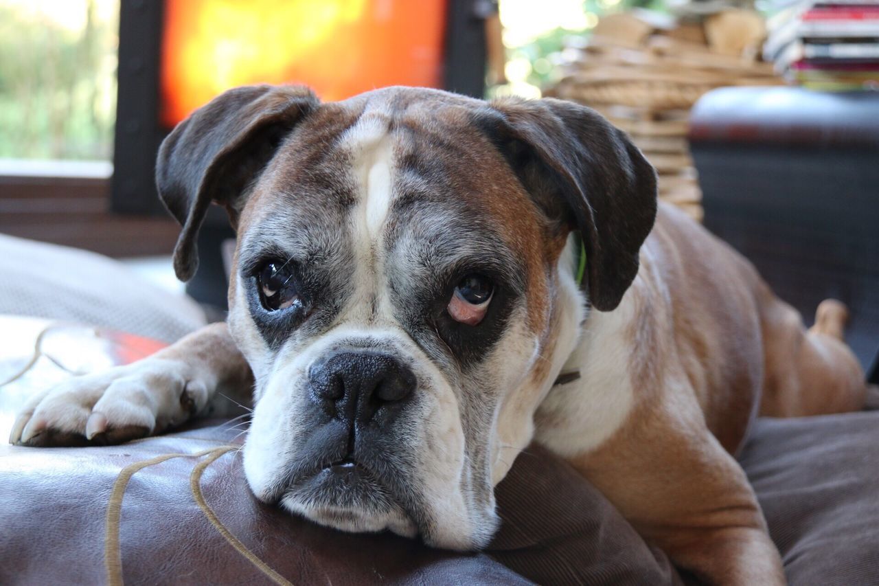 dog, pets, domestic animals, animal themes, one animal, mammal, focus on foreground, indoors, close-up, portrait, animal head, looking at camera, relaxation, home interior, lying down, animal body part, no people, resting, snout, sofa