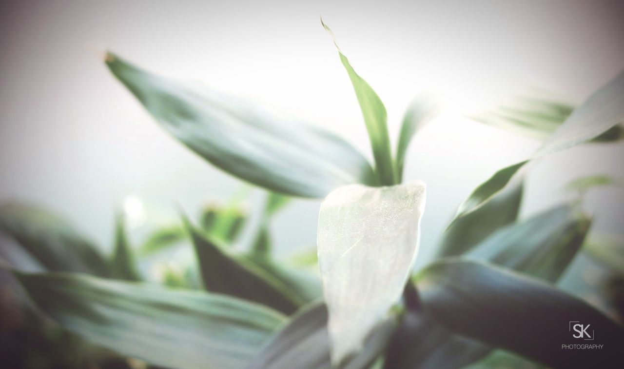 flower, close-up, freshness, petal, fragility, focus on foreground, flower head, indoors, white color, growth, selective focus, plant, beauty in nature, nature, stem, part of, cropped, single flower, leaf, person