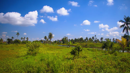 Scenic view of agricultural field against sky