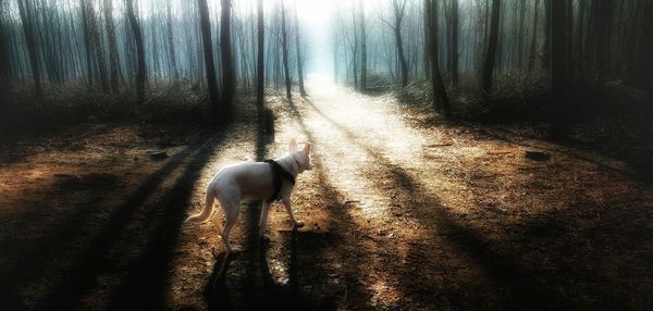 Dog amidst trees on landscape