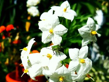 Close-up of white flowers blooming outdoors