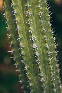 Close-up of plant