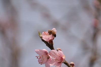 Close-up of bee on pink flower