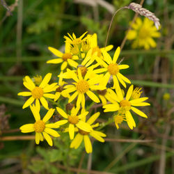 Close-up of yellow flowers blooming outdoors