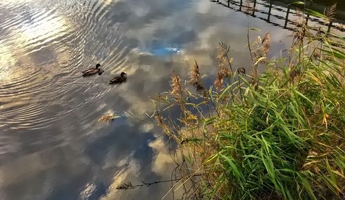 High angle view of birds swimming in lake