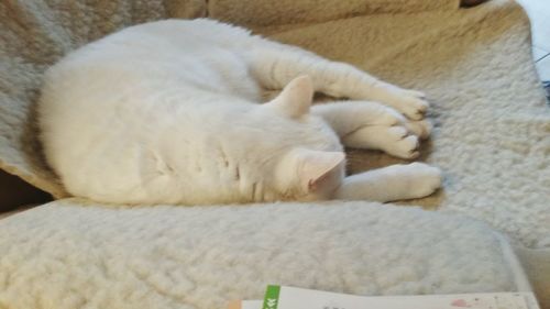 Close-up of cat sleeping on sofa