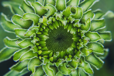 Close-up of sunflower