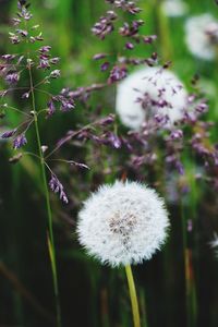 Close-up of white flowers blooming outdoors