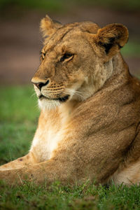 Close-up of lioness lying down on grass