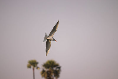 Low angle view of seagull flying