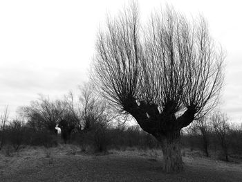 Close-up of silhouette tree against sky