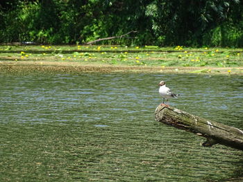 Seagull perching on a lake