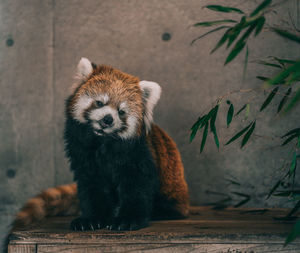 Portrait of animal in zoo