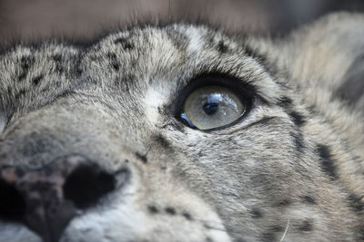 Close-up of snow leopard looking away
