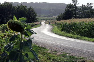 Road amidst plants on field against sky