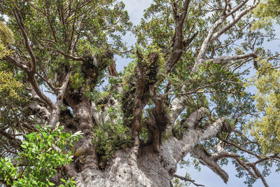 Low angle view of trees in forest against sky