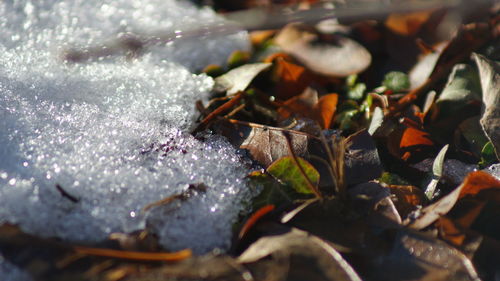 Close-up of autumn leaves in water