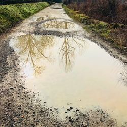 Reflection of trees in puddle