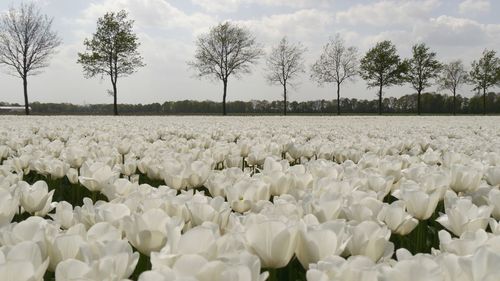 White flowering plants on field against sky