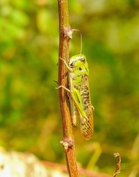 Close-up of insect on leaf