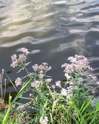 High angle view of flowers blooming on lake