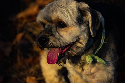 Close-up of dog looking away