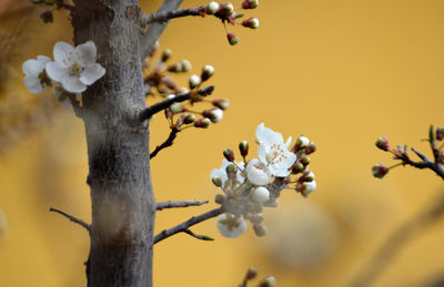 Close-up of cherry blossoms in spring