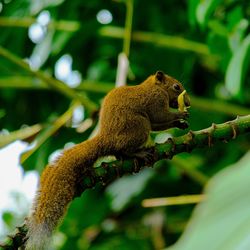 Close-up of squirrel on tree