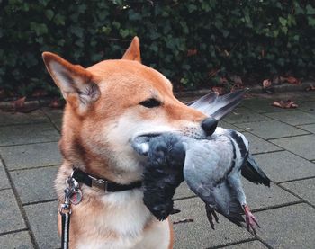 Dog carrying pigeon in mouth