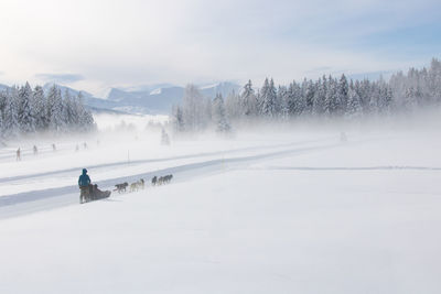 Sled pulled by dogs a crew on a snowy track in the alps in france