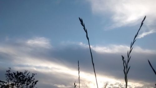 Low angle view of trees against cloudy sky