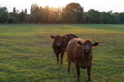 Portrait of cow on field