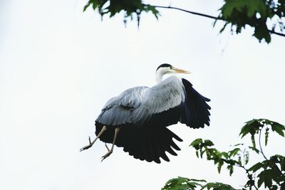 Close-up of gray heron perching on branch