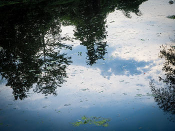 Reflection of tree in lake
