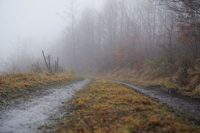 Road passing through forest