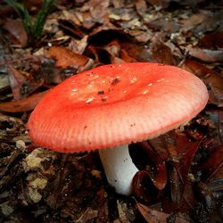 Close-up of red mushroom on ground