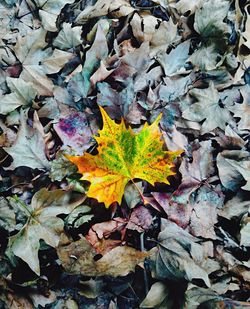 Leaves on ground