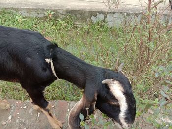 High angle view of dog on field