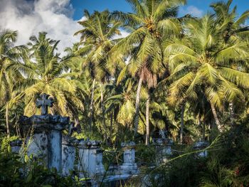 Scenic view of palm trees against sky