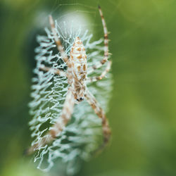 Close-up of spider on web