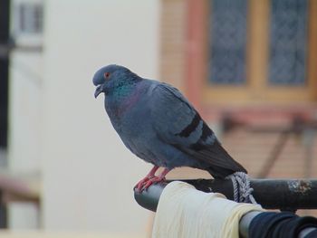 Close-up of pigeon perching on a hand
