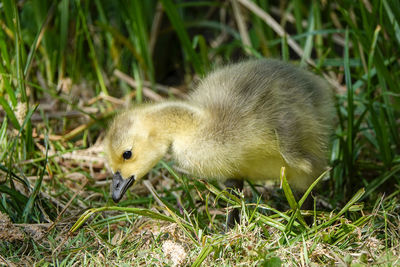 Close-up of a bird on field