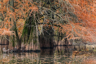 Reflection of trees in lake