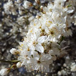 Close-up of white flowers on branch
