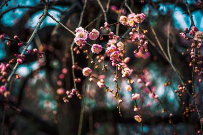 Close-up of flowers on tree