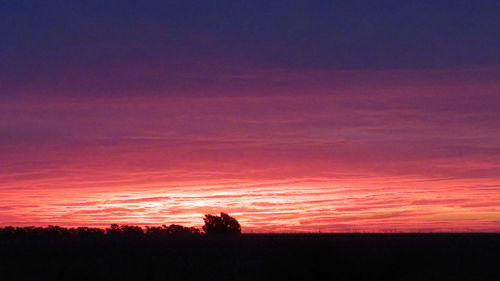 Silhouette trees on field against orange sky