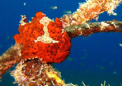 Close-up of coral in sea