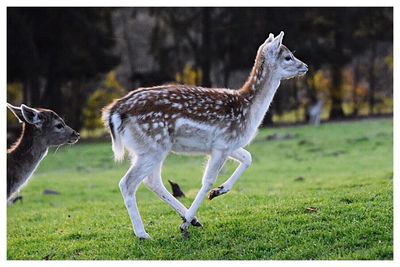 Deer in a field